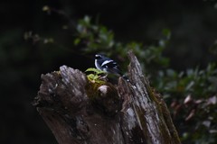 Enicurus schistaceus