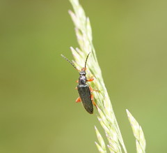 Lepturidea punctulaticollis
