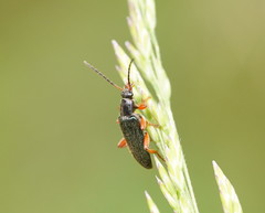 Lepturidea punctulaticollis