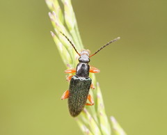 Lepturidea punctulaticollis