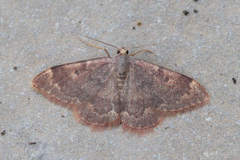 Rhodostrophia cuprinaria