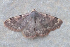 Rhodostrophia cuprinaria