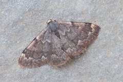 Rhodostrophia cuprinaria