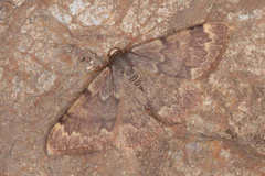 Rhodostrophia cuprinaria