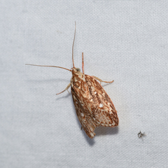 Euchaetis metallota