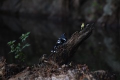 Enicurus schistaceus