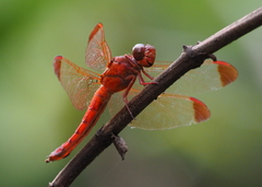 Hadrothemis scabrifrons