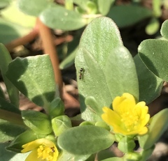 Cardiocondyla mauritanica