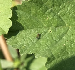 Cardiocondyla mauritanica