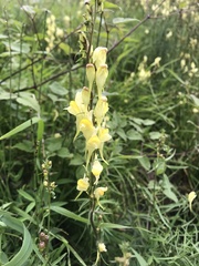 Linaria vulgaris