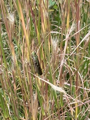 Aiolopus thalassinus tamulus