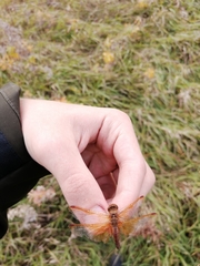 Sympetrum croceolum