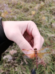 Sympetrum croceolum