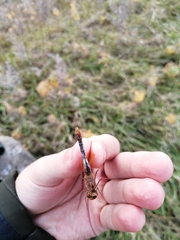 Sympetrum croceolum
