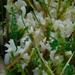 Ramariopsis robusta - Photo (c) Peachysteve,  זכויות יוצרים חלקיות (CC BY-NC), הועלה על ידי Peachysteve