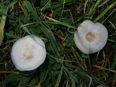 Clitocybe amarescens
