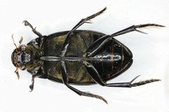 Hydrophilus aterrimus