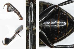 Hydrophilus aterrimus