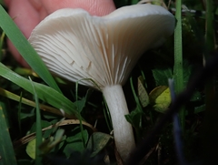 Clitocybe amarescens