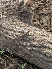 Anolis sagrei