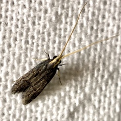 Lecithocera terrigena
