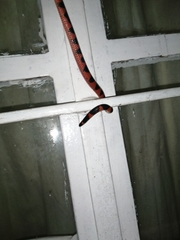 Geophis semidoliatus