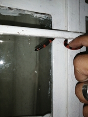 Geophis semidoliatus