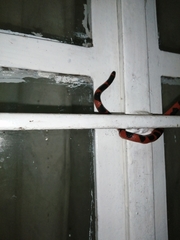 Geophis semidoliatus