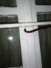 Geophis semidoliatus