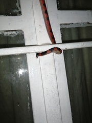 Geophis semidoliatus