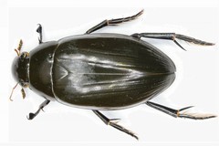 Hydrophilus aterrimus