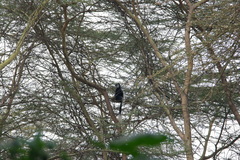 Colobus guereza matschiei