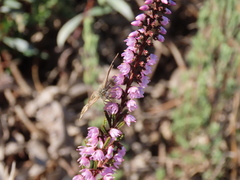 Carcharodus tripolina