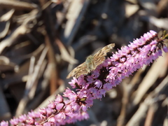 Carcharodus tripolina