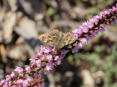 Carcharodus tripolina