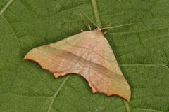 Ochodontia adustaria