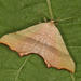 Ochodontia adustaria - Photo 由 Heiner Ziegler 所上傳的 (c) Heiner Ziegler，保留部份權利CC BY-NC