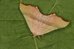 Ochodontia adustaria