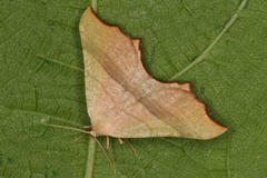 Ochodontia adustaria