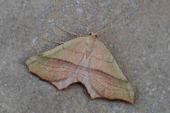 Ochodontia adustaria