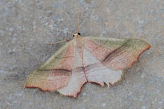 Ochodontia adustaria