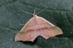 Ochodontia adustaria