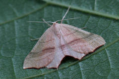 Ochodontia adustaria