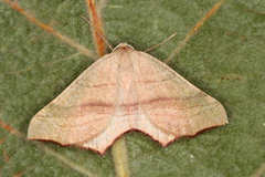 Ochodontia adustaria