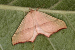 Ochodontia adustaria