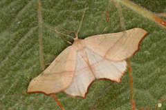 Ochodontia adustaria