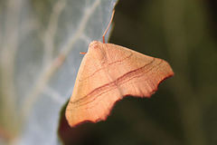 Ochodontia adustaria