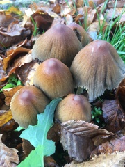 Coprinellus