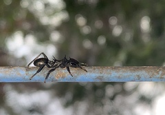 Cephalotes atratus