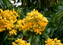 Senna macranthera